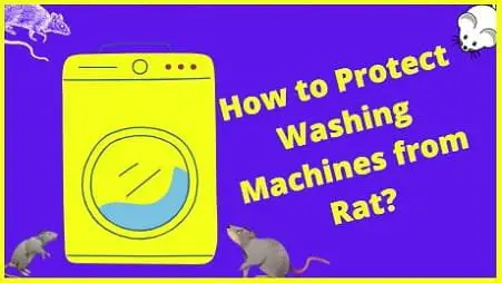 How to protect washing machines from rat