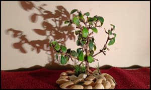 Final look of our DIY Grape tree decor plant