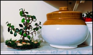 diy indoor plant looks good wherever it's placed