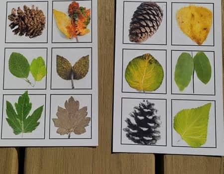 Nature Bingo Cards