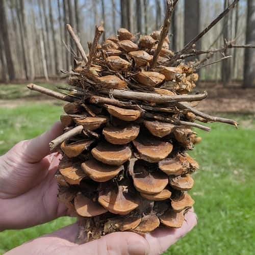 Functional Pinecone Fire Starter Bundles