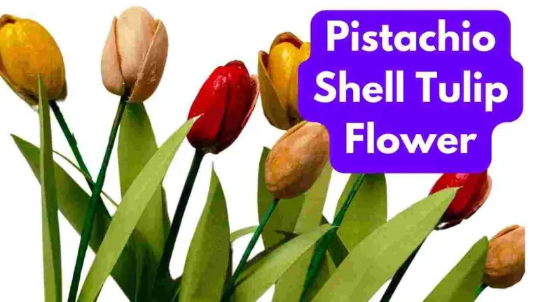 pistachio shell tulip flower