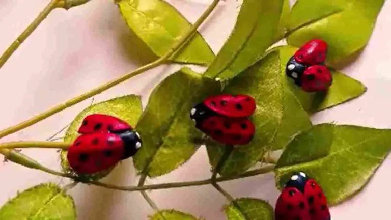 Ladybug Craft using pistachio shells