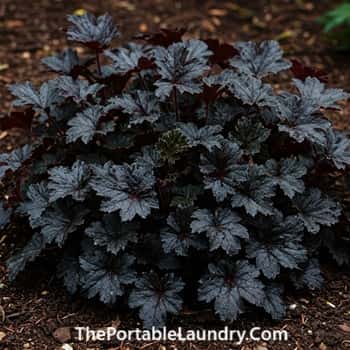1. Lay a Foundation of Deepest GreenBlack