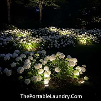 11. Strategic Lighting for Nocturnal Brilliance