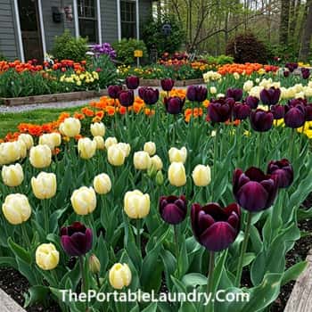 2. Juxtapose Dark Blooms and Pure Whites