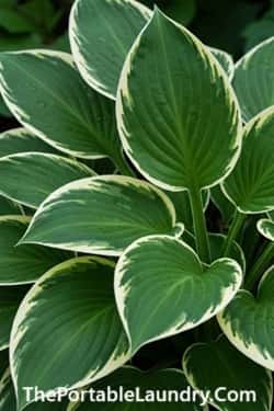 3. Foliage Isn't Just Green Anymore