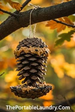 4. Pine Cone Bird Feeders