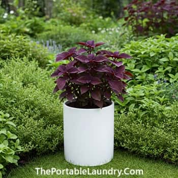 7. White Planters Emphasize Dark Foliage
