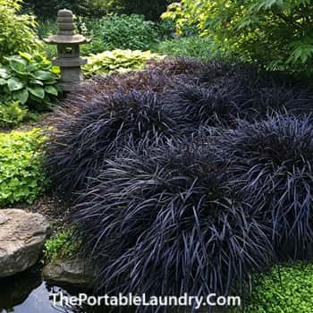 9. Champion Exquisite Dark Foliage Plants
