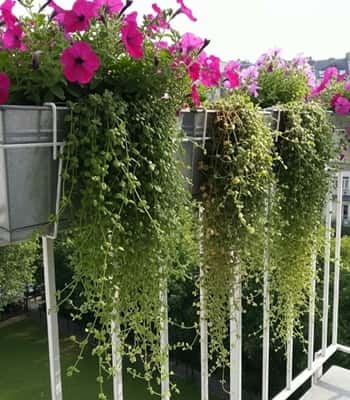 10. White Metal Rail Planters for Balcony Edges
