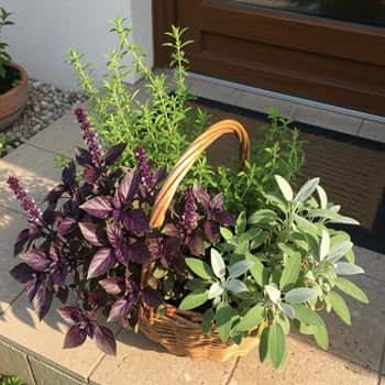 13. Herbal Garden Basket - White Sage + Purple Basil