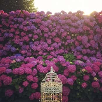 15. Purple Hydrangea Wall with White Birdcage Accent