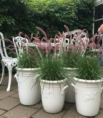 2. Vintage White Planters with Purple Fountain Grass