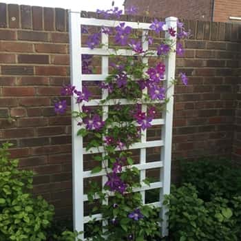 3. DIY White Trellis with Purple Clematis Climbing Up