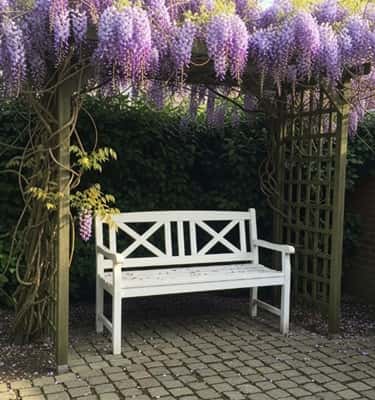 6. White Bench Under a Purple Wisteria Canopy