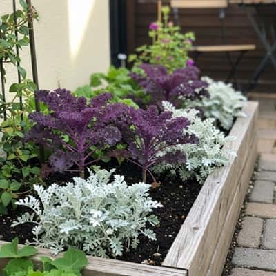 7. Purple Kale and White Dusty Miller Edging