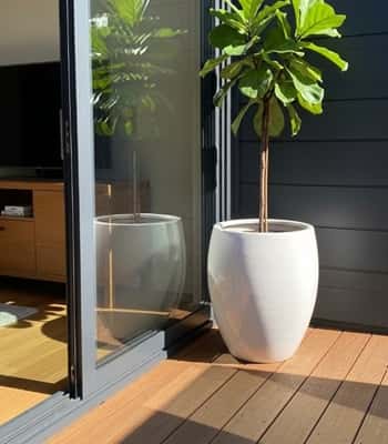 9. White Glazed Pot for Fiddle Leaf or Rubber Plant