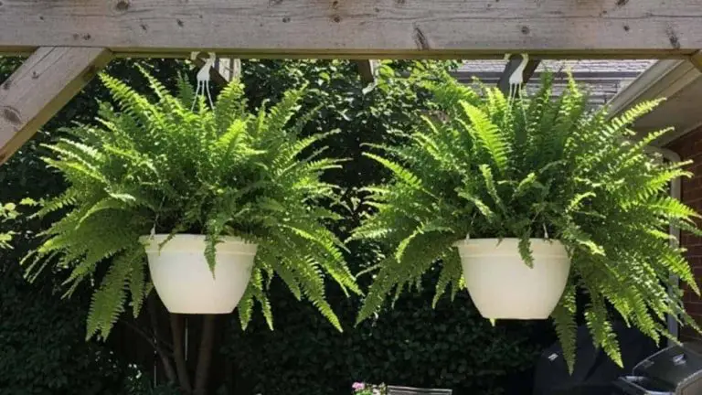 White Garden Planters for Backyard & Patio Charm - featured