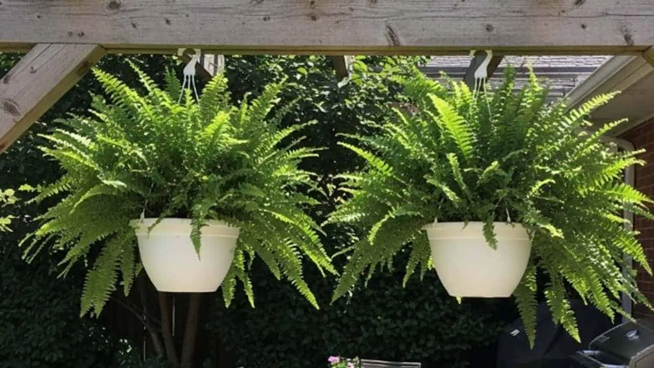 White Garden Planters for Backyard & Patio Charm - featured
