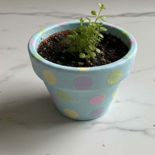 4. Polka Dot Spring Pot