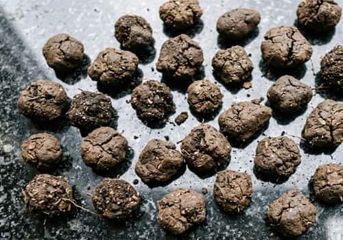 10. Seed Bomb Nuggets