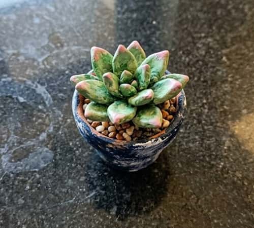 1. Mini Clay Succulent