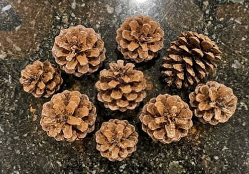 3. Wax-Dipped Protection Pinecones