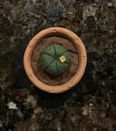 5. Tiny Cactus Pencil Buddy